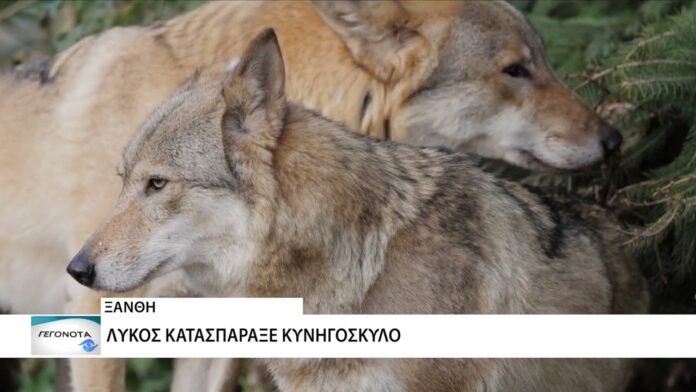 Λύκοι επιτέθηκαν και τραυμάτισαν σκύλο στο Δαφνώνα Ξάνθης