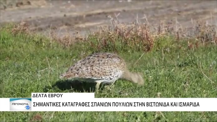 Χαμωτίδες και κεφαλούδια: Σημαντικές καταγραφές σπάνιων πουλιών σε Δέλτα Έβρου και Βιστωνίδα