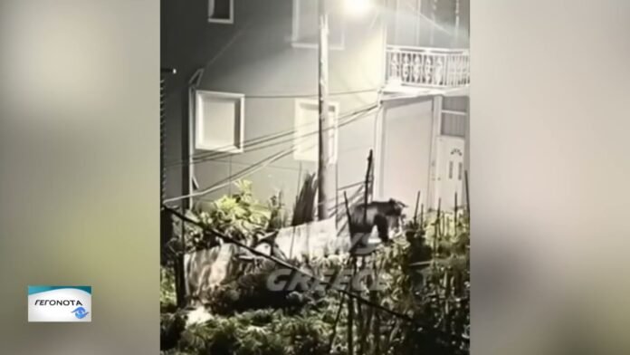 Αρκούδα μπήκε σε αυλή σπιτιού σε χωριό της Ξάνθης