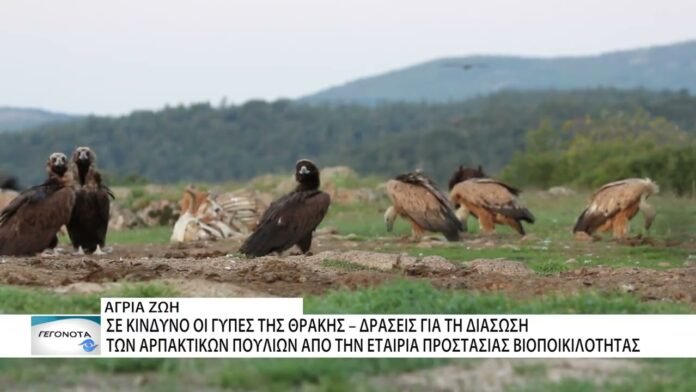 Δράσεις για τη διάσωση των αρπακτικών πουλιών από την εταιρεία προστασίας βιοποικιλότητας