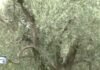 Υποχρεωτική καταγραφή των ελαιοδέντρων στο ελαιοκομικό μητρώο