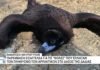 Εισαγγελική παρέμβαση για την μαζική δηλητηρίαση μαυρόγυπων στο Δάσος της Δαδιάς