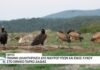 Νεκροί εντοπίστηκαν δύο Μαυρόγυπες στο Δάσος της Δαδιάς